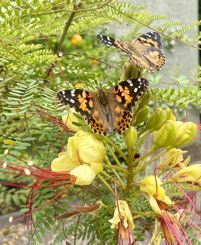 Insect Lore Butterfly Garden | Original 12" Habitat and Cup of Live Baby Caterpillars | Life Science & STEM Education Kit