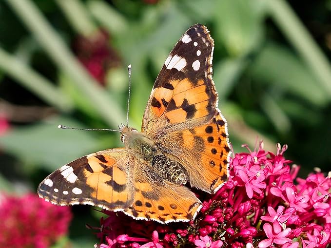 Insect Lore Butterfly Garden | Butterfly Kit with Live Caterpillars | 5 Caterpillars, Reusable Habitat, STEM Butterfly Journal & More